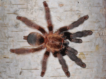 Psalmopoeus reduncus (Costa Rican Orange Mouth Tarantula) 1.5-2"