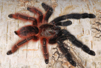 Psalmopoeus victori (Darth Maul Tarantula) 0.75"