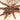 Psalmopoeus ecclesiasticus (Rose Gold Tree Spider) 0.75-1”