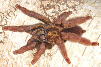 Psalmopoeus ecclesiasticus (Rose Gold Tree Spider) 0.75-1”