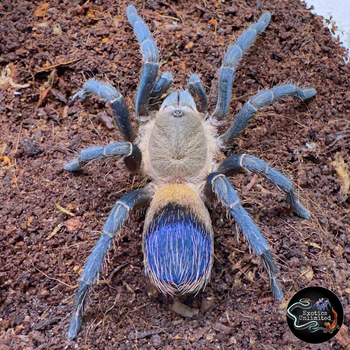 Pseudhapalopus sp. Colombian Purple and Gold tarantula, mature male.