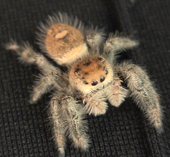 Phidippus regius, Regal Jumping Spider, butterscotch color form, 0.25 to 0.5 inch.