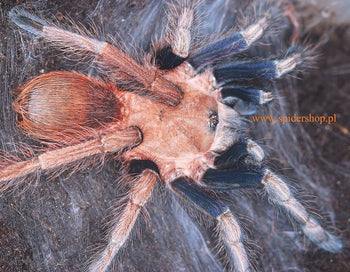 Sericopelma sp 'Boquete' (Blue & Pink Bird-eater Tarantula) 2"+