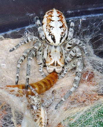 Stegodyphus dufouri 'Oman' (Desert Velvet Spider)