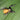 Stegodyphus tibialis (Asian Gold Velvet Spider)