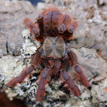 Phormingochilus sp "Sabah Red" (Crimson Purple Tree Tiger Tarantula) 0.75-1" FREE AFTER $750 SPENT