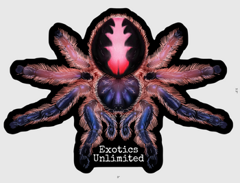 3" Vinyl Typhochlaena amma (Pink Nebula Tarantula) Sticker - Waterproof Indoor/Outdoor Use