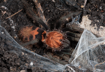 Davus sp 'Veracruz' Tarantula 2" Male