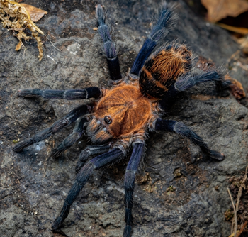 Davus ruficeps (Costa Rican Suntiger Tarantula) FEMALE 2-2.5" *RARE*