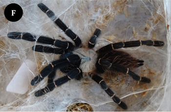 Taksinus bambus, Thai Bamboo tarantula.