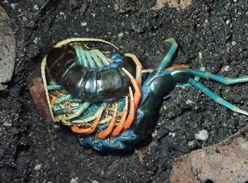 Scolopendra "Malaysian Jewel" Centipede Adult (Subscribe for Back-in-Stock Notifications)
