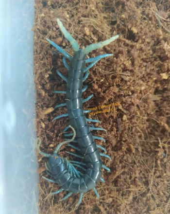 Ethmostigmus sp. Borneo Blue centipede.