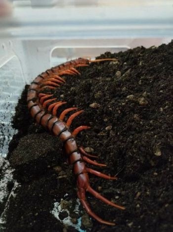 Scolopendra Dehaani sp Malaysia Cherry Red (Subscribe for Back-in-Stock Notifications)
