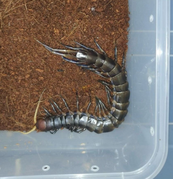 Scolopendra buton Centipede  (Subscribe for Back-in-Stock Notifications)
