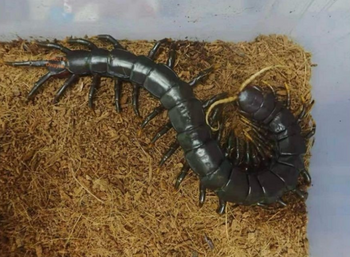 Scolopendra Black jawa Centipede (Subscribe for Back-in-Stock Notifications)