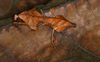 Deroplatys lobata (Southeast Asia Dead Leaf Mantis) 