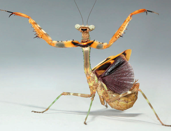 Paraasphendale agrionina (Bud Wing Mantis)