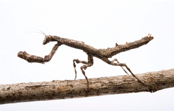 Popa spurca, African Twig Mantis, 0.5 inch.