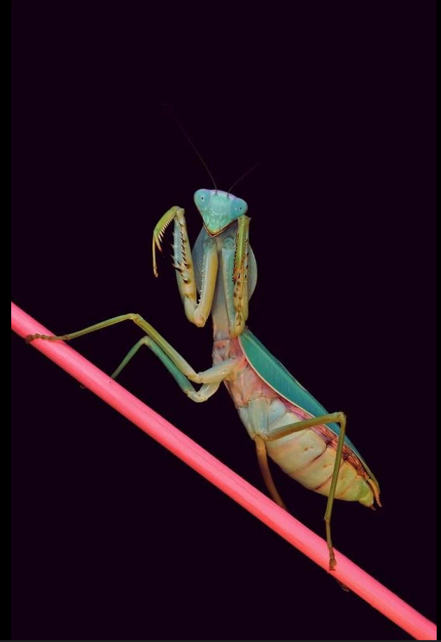 Rhombodera stalli (Giant Shield Mantis)