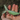 Giant Thai Shield Mantis
