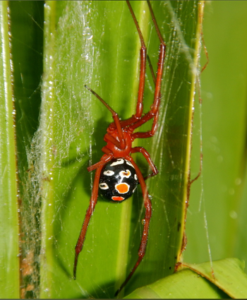 Lactrodectus bishopi (Red Widow Spider) 0.5-1"