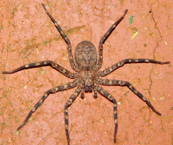 Selenops radiatus (Tomb Crawler Spider) 2-2.5"