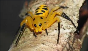 Platythomisus octomaculatus (Pikachu Crab Spider) FEMALE 1"