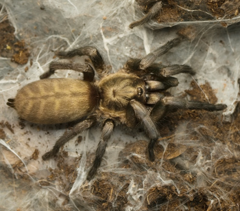 Ischnocolus vanandelae (Omani Gold Tarantula)