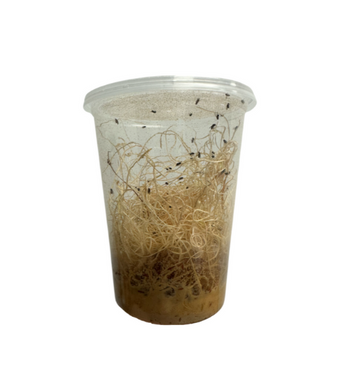 Flightless Fruit Flies