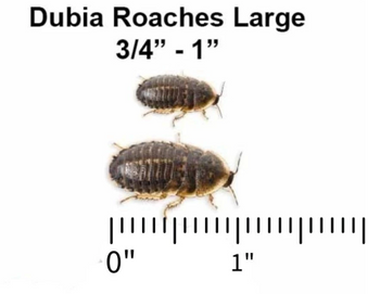 Dubia Roaches Large 3/4" - 1" Not Adults