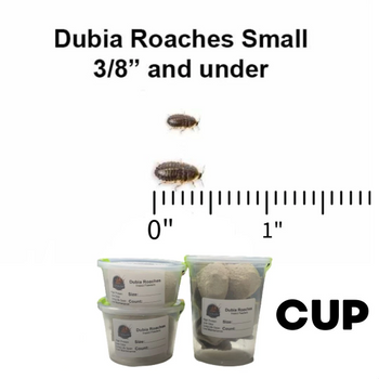 Dubia Roaches Small 3/8" and Under in a Cup