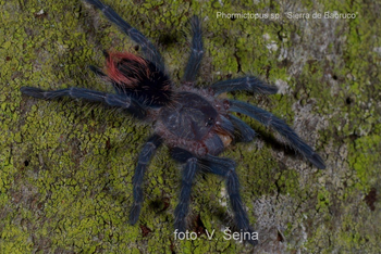 Phormictopus sp. 'Sierra de Bahoruco' Tarantula RARE