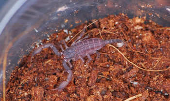 Scorpiops dunlopi (Thailand Dwarf Scorpion)