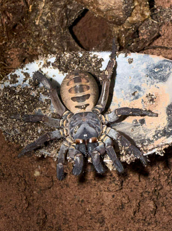 Songthela sp 'Bach Ma' (Charcoal Dust Armored Trap Door)
