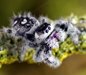 Phidippus regius, Regal Jumping Spider, ghost color form, 0.25 to 0.5 inch.