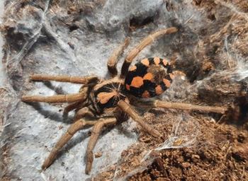 Hapalopus bolivar (Bolivia Pumpkin Patch Tarantula)
