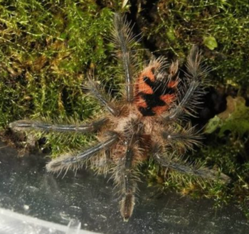 Pamphobeteus vespertinus (Ecuadorian Red Bloom Tarantula) MALE