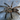 Tapinauchenius sp 'Tena' (Tena Violet Tree Spider) 1.5-2"