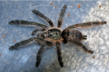 Tapinauchenius sp 'Tena' (Tena Violet Tree Spider) 1.5-2"