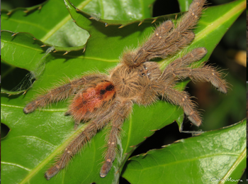 Iridopelma hirsutum (Amazon Ribbed Tarantula) 0.75"