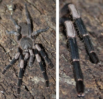 Selenocosmiinae sp. Sarawak, Sarawak Earth Tiger tarantula, 1 to 1.5 inches.