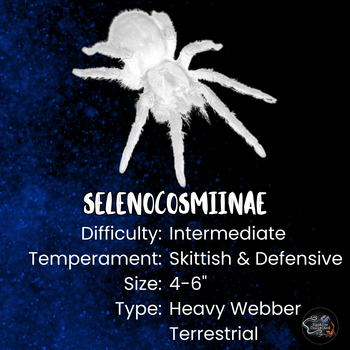 Selenocosmiinae subfamily care and fact card.