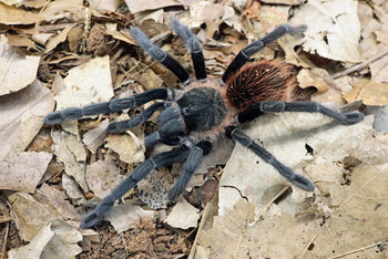 Large spider on a leafy ground
