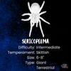 White tarantula on a dark blue background with text about the species 'Sericopelma'.