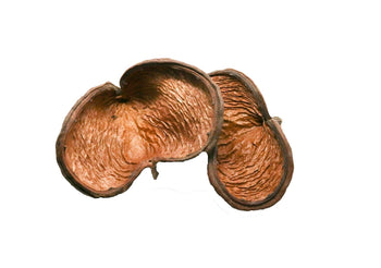 Small nut seed pod for bioactive enclosures.