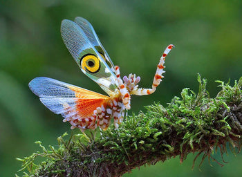 Pseudocreobotra wahlbergii, Spiny Flower Mantis.