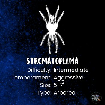Stromatopelma calceatum (Feather-leg Baboon Tarantula)