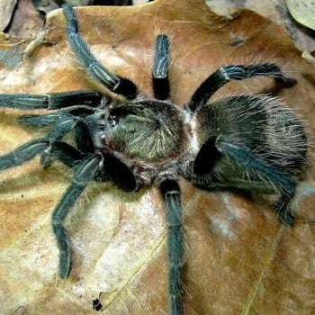 Thrixopelma pruriens (Peruvian Green Velvet Tarantula) 0.5"
