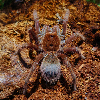 Theraphosa apophysis, Goliath Pink Toe Bird Eater tarantula, female.