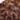 Theraphosa blondi (Goliath Bird Eater Tarantula)